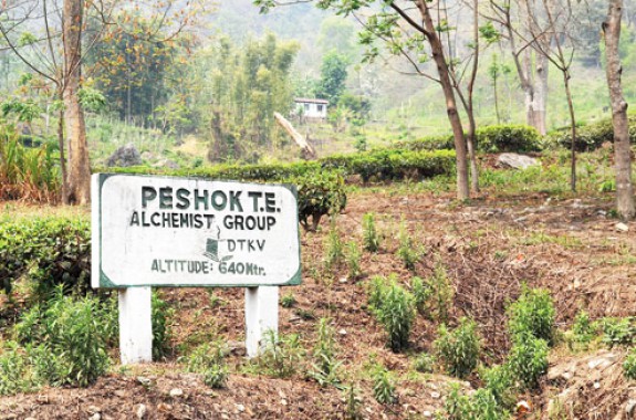 Peshok tea garden reopens with new management