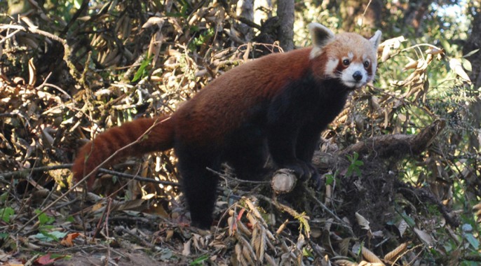Darjeeling zoo to release four captive-bred red pandas into the wild - Sikkimexpress Darjeeling zoo to release four captive-bred red pandas into the wild - Sikkimexpress