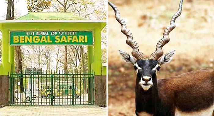 Bengal Safari Park to get blackbuck, hog deer, one-horned rhino - Sikkimexpress Bengal Safari Park to get blackbuck, hog deer, one-horned rhino - Sikkimexpress