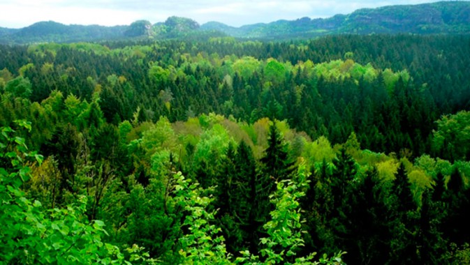 PREVENTION NOT CURES – WHAT FORESTS CAN DO IN A TIME OF GLOBAL PANDEMICS