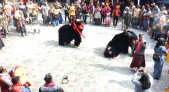 Losoong Festival