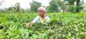 Plucking resumes at closed Panighatta Tea Estate