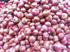Centre to sell onion at Rs 35 per kg to cool down prices