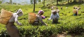 20% bonus for tea garden workers 