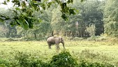 Elephant strays into NBU campus; crowd hampers rescue efforts