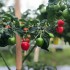 GI-Tagged Dalle chilli from Sikkim makes landmark export to Solomon Islands