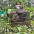 Adult leopard rescued from Soreng Busty, relocated