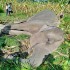 Wild elephant electrocution in Nepal sparks outcry from conservationists