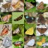 Exploring Biodiversity: A Butterfly Count in Parakha & Barapathang