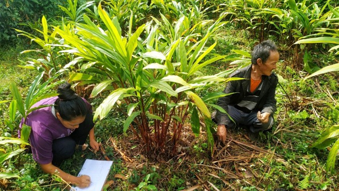 Rs8 cr biotech project to revive Sikkim’s large cardamom