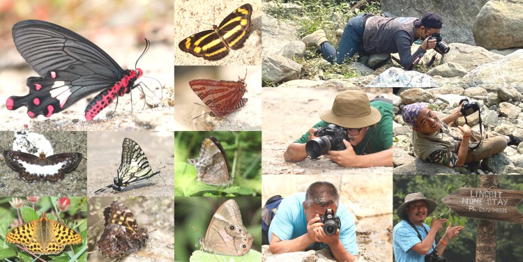 Geyzing district butterfly study tour highlights Rimbi as a Swallowtails hotspot