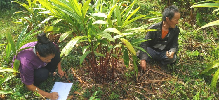 State initiative aims to revive large cardamom cultivation in Sikkim