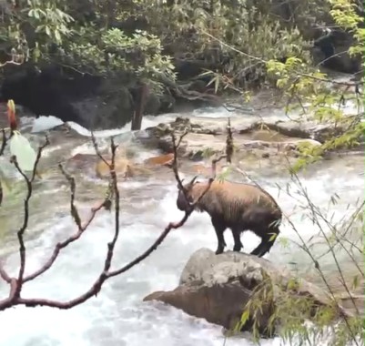 Rare Himalayan Takin herd recorded in North Sikkim