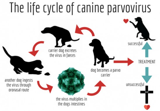 Dog parvo treatment in hindi 2025
