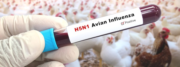 Bird flu containment measures intensified in Soreng 