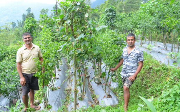 Dalley is good business for Mamzey farmers