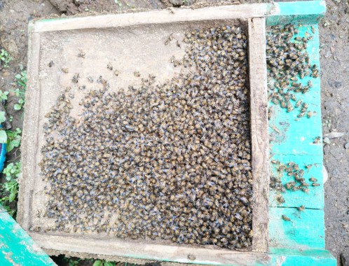Massive bee losses reported in West Sikkim;cause unknown