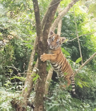 Royal Bengal tiger cub spotted near Gangtok