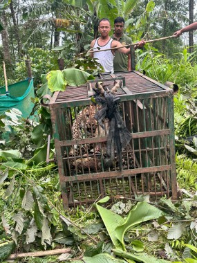 Adult leopard rescued from Soreng Busty, relocated