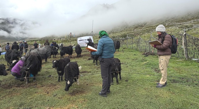 Yak farmers participate in calf rally at Gochung and Lashar Valley in Lachen  