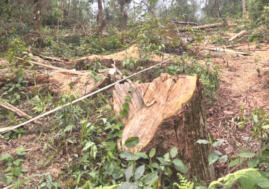 Forest department rejects negligence allegations on timber felling
