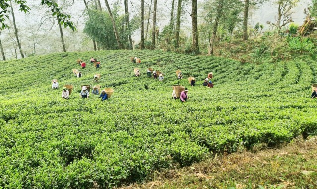 Temi Tea Estate starts plucking first flush, looks towards new season with optimism