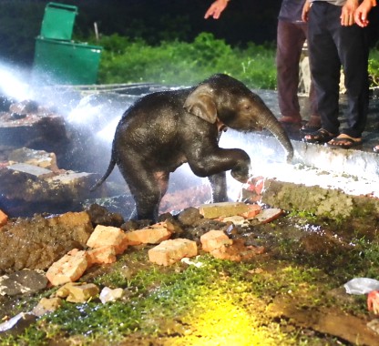 Rescue teams ensure safe reunion of elephant calf with mother