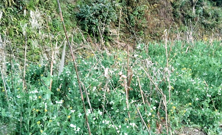 Prolonged dry spell cripples agriculture, water supply in West Sikkim