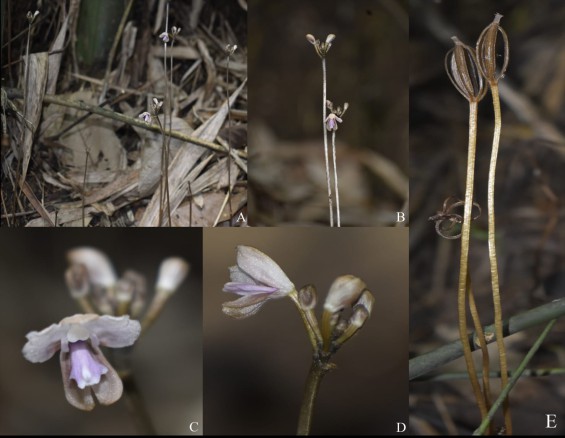 Five rare orchids unearthed in Sikkim-Darjeeling Himalaya
